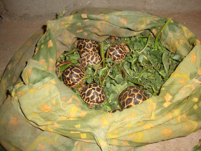 Gaps in data places thousands of illegally traded wild animals at risk