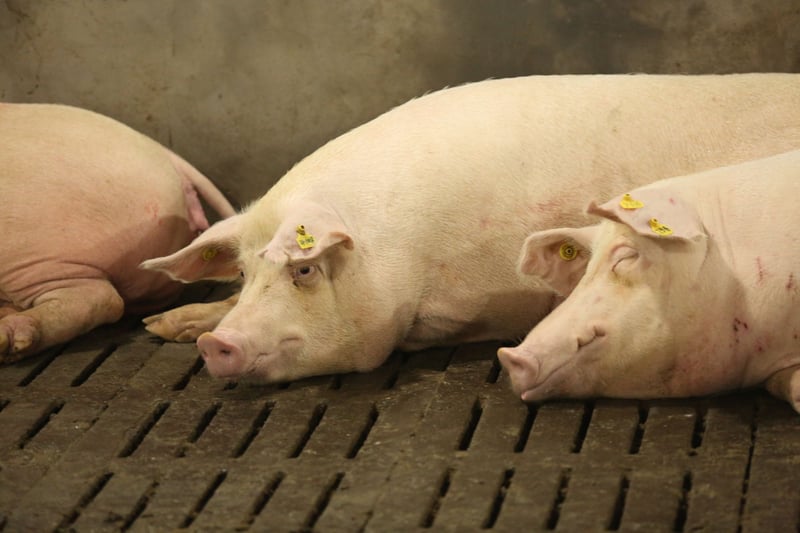 Pigs lying down at Dexing Farm near Shantou city in Guangdong Province