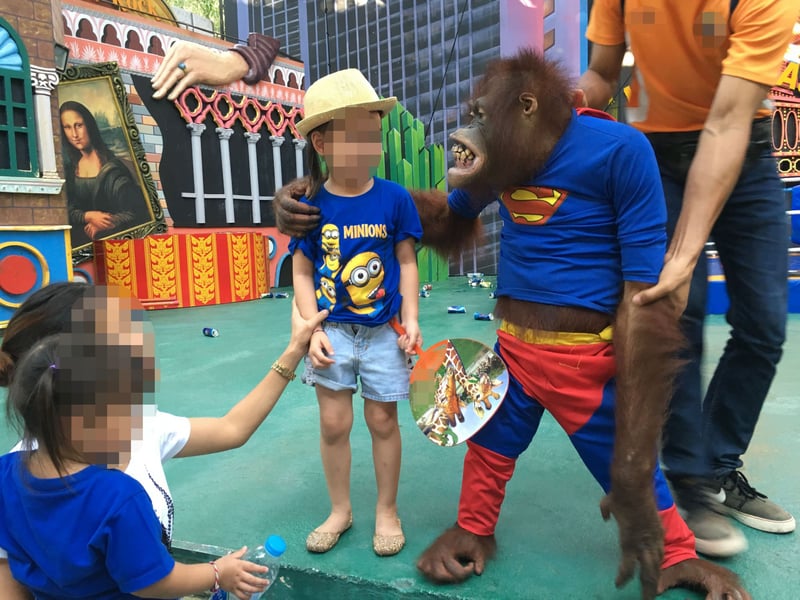 TripAdvisor profiting from the world’s cruellest animal attractions