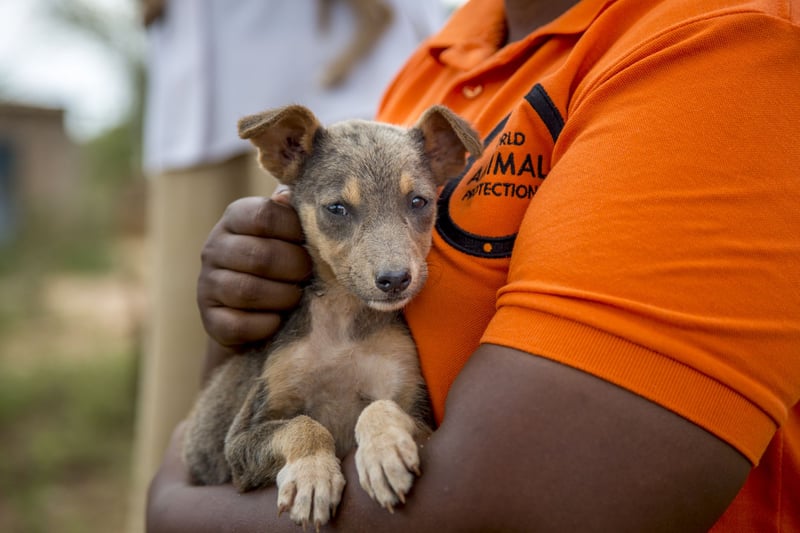 Fear of stray dogs