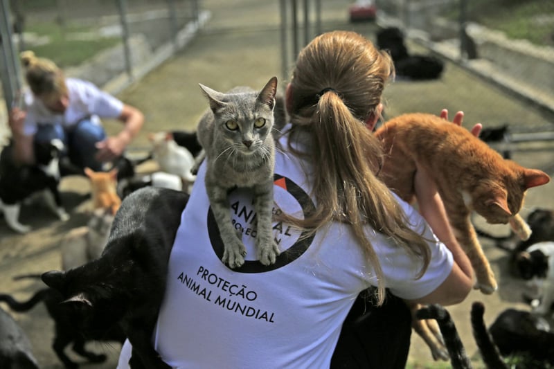 Protecting animals at Rio Olympics 2016