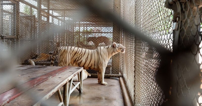 TripAdvisor ends sale of cruel wildlife tourist attractions following World Animal Protection campaign