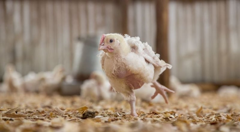 Chicken in an industrial farm - World Animal Protection - Change for chickens