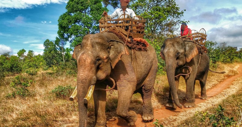 Elephant rides