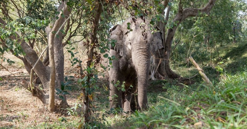 an elephant in the tourism industry