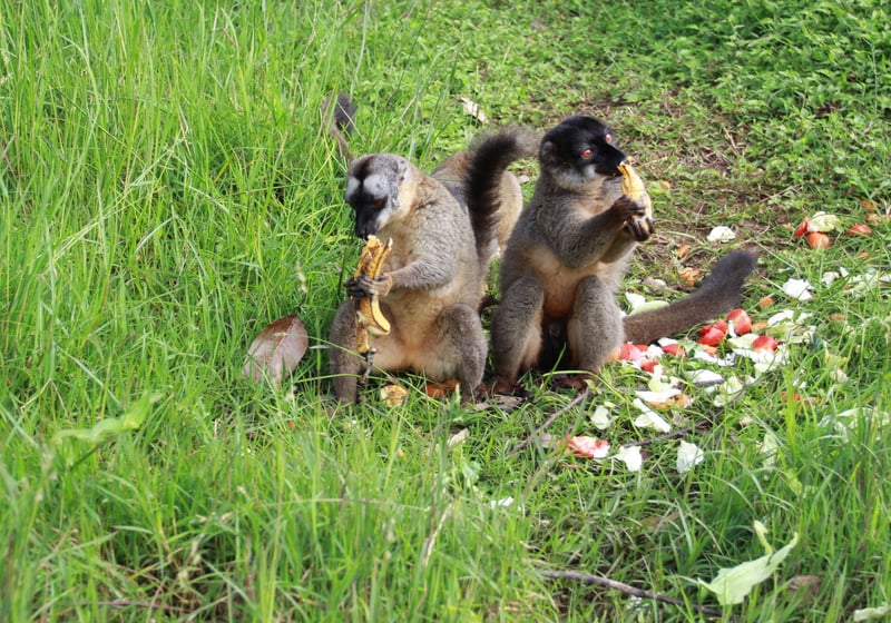 Brown lemurs at Vakona Reserve after Cyclone Ava