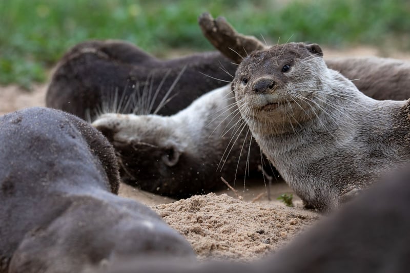 United Nations commits to giving greater protections to animals