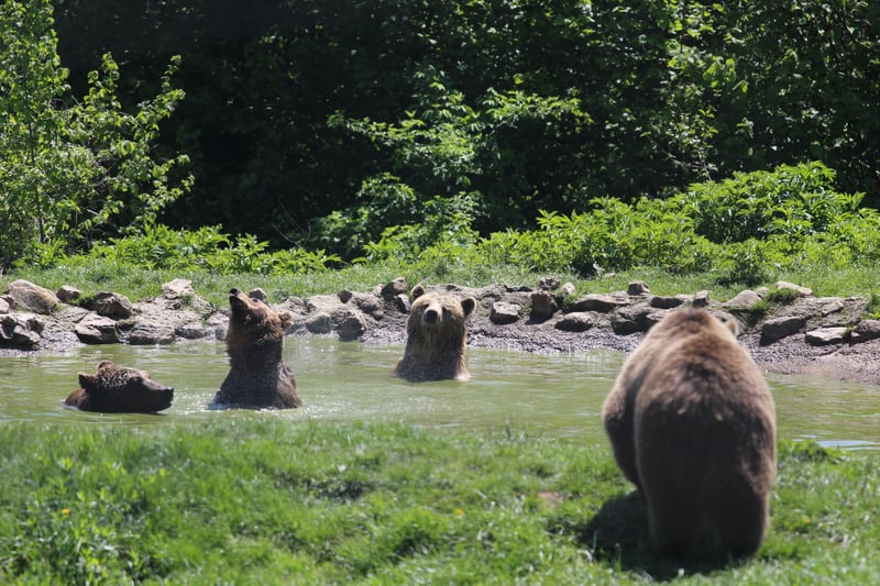 With your help, we protected over 20 million animals in 2019