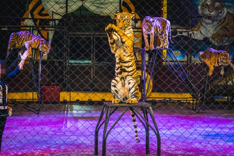Tigers in a tiger show. Handlers use food to keep them performing.