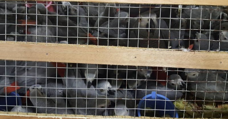 African grey parrots