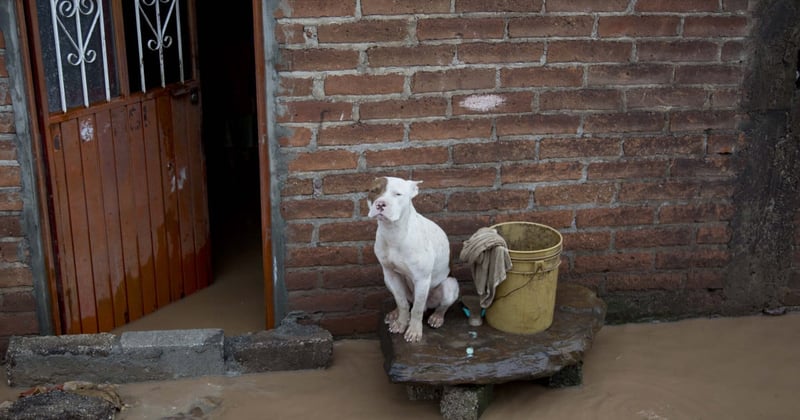 Dog surrounded by flood in Mexico