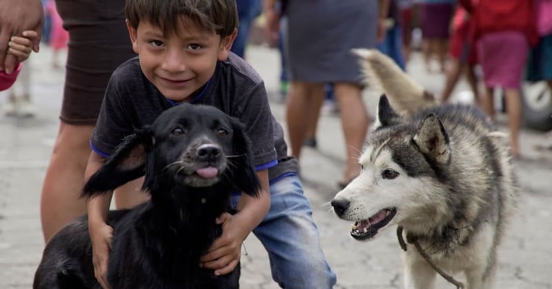 Garoto com dois cães após a erupção do vulcão na Guatemala - 2018 - World Animal Protection