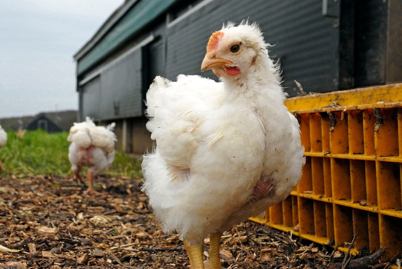 broiler chicken