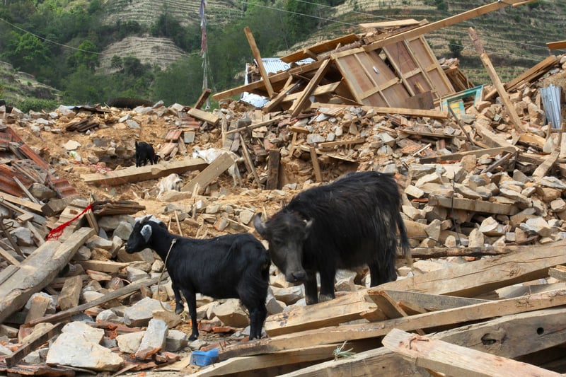 A six-month-old water buffalo calf and two adult female goats in the rubble of their former shelter, Kavre District, Nepal.