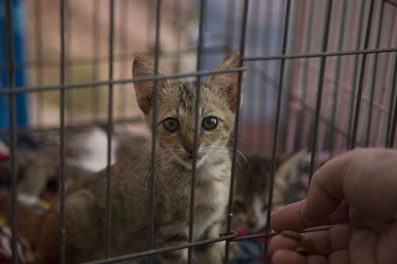 Cat at cat shelter in Indonesia after earthquake - World Animal Protection - Animals in disasters