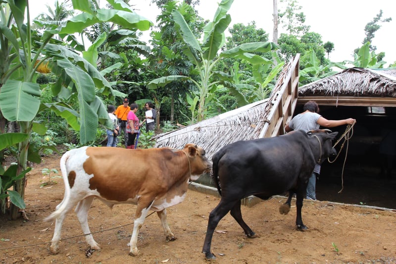 Preparing for the worst in the Philippines with storm shelters for livestock