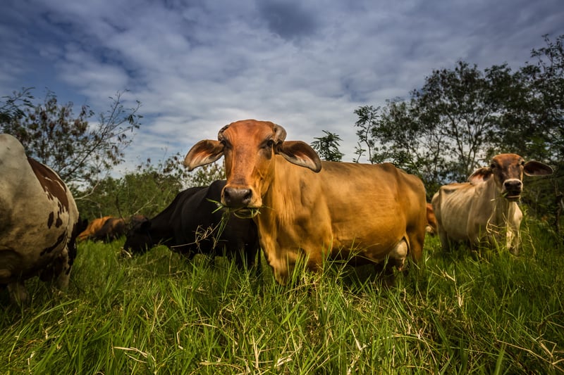 Cattle at Petique dairy farm; a model of silvopastoral systems in Colombia - World Animal Protection