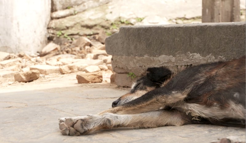 A dog lies in rubble in the aftermath of Nepal’s worst earthquake in 80 years, Kathmandu.