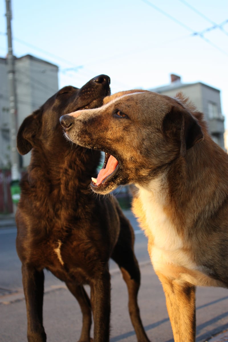 Sochi dog cull: a humane alternative