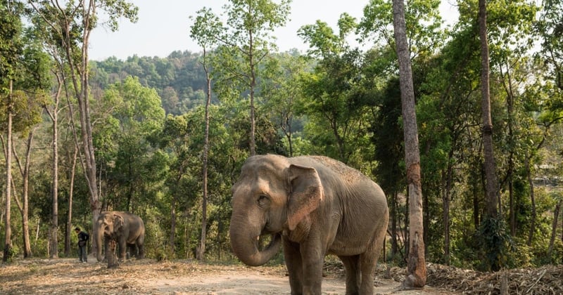 Elephant_at_Happy_Elephant_Care_Valley