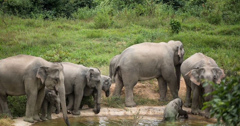 Elephants at Kui Buri National Park - World Animal Protection - Wildlife not entertainers