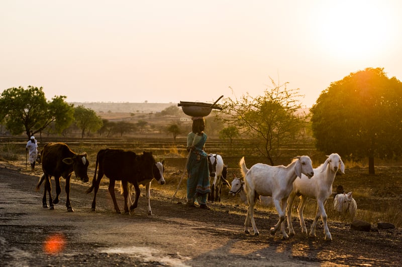 Farmers drive their animals home at dusk in India