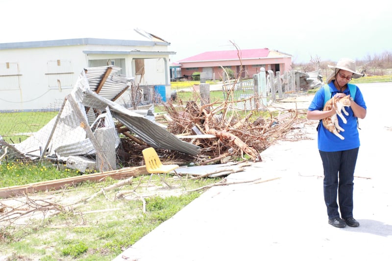 Animal_after_hurricane_in_Barbuda