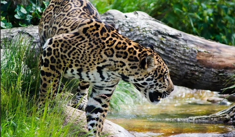 Jaguar