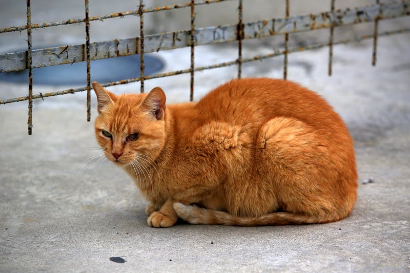 A stray cat at Maracanã Stadium, Rio