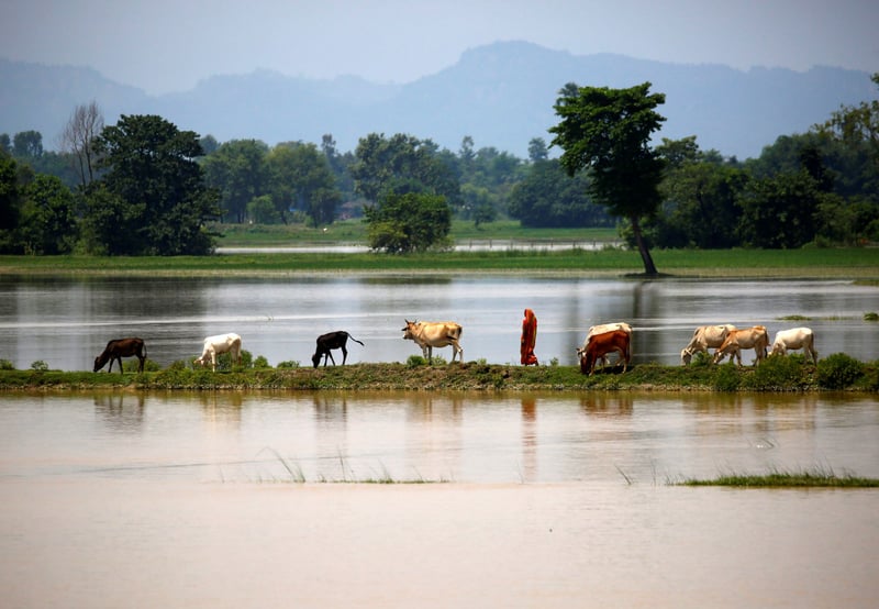 Animals walk through flooded land in Nepal - World Animal Protection - Disaster management