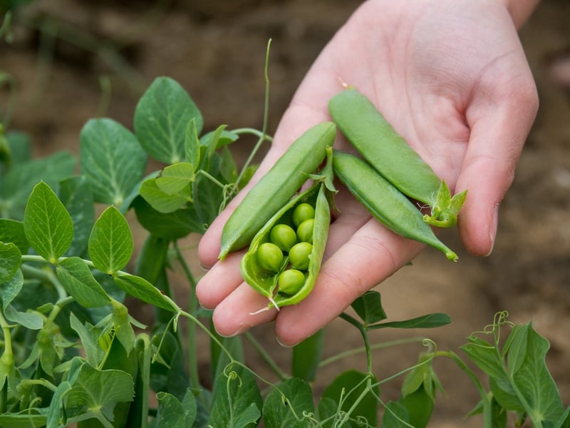peas-plant-based-diet