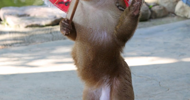 A macaque performs for tourists at an attraction in Thailand