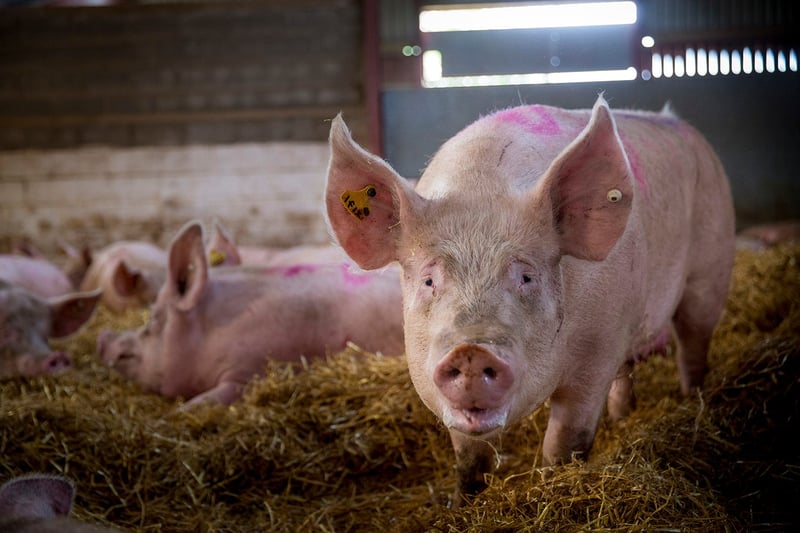 pig, UK