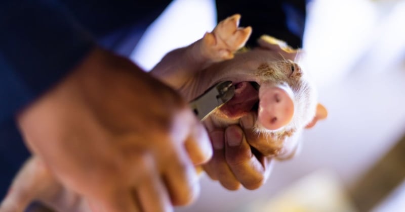 AGRICULTURE MINISTERS CALL TO STRENGTHEN FARM ANIMAL WELFARE LAWS IN EUROPE