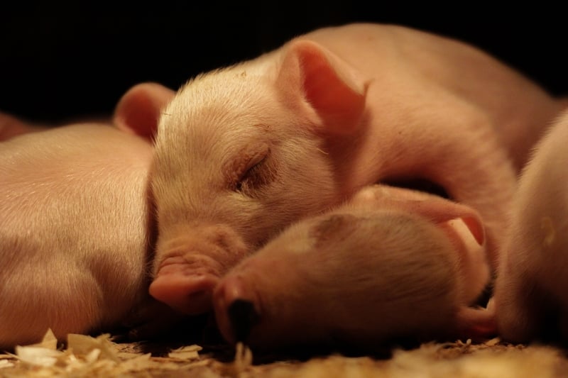 A group of piglets huddled together at a farm in the EU