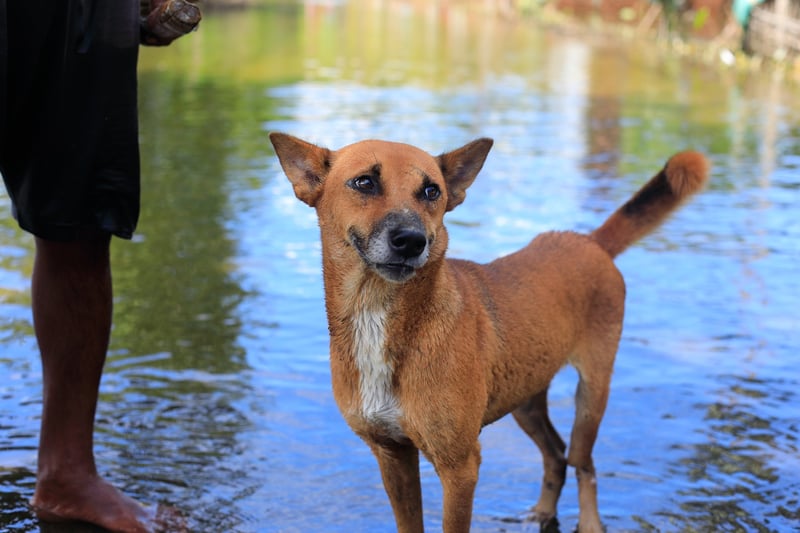 A dog stands by flooded houses