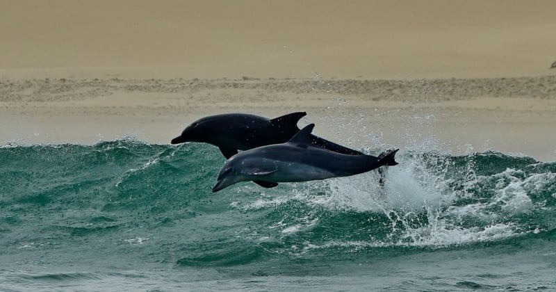 wild dolphins