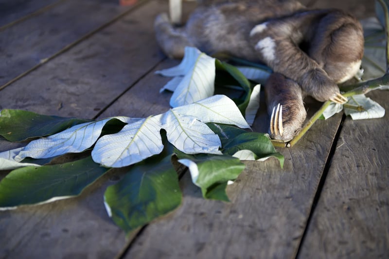 A sloth used for tourist wildlife selfies covers his head on the floor - World Animal Protection - Wildlife. Not entertainers