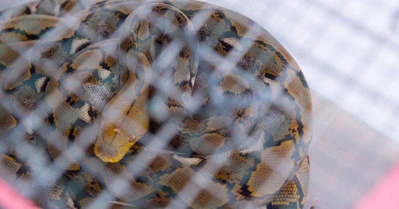 snake