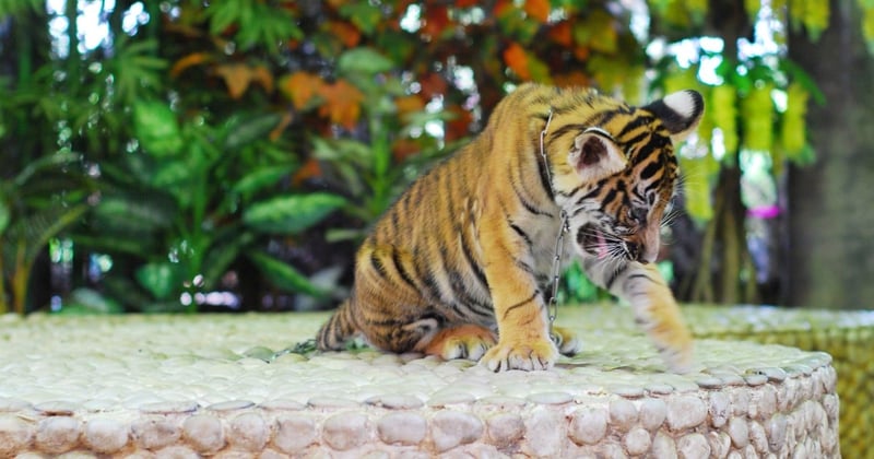 World Expeditions leads travel industry trends by adding animal protection to their itinerary