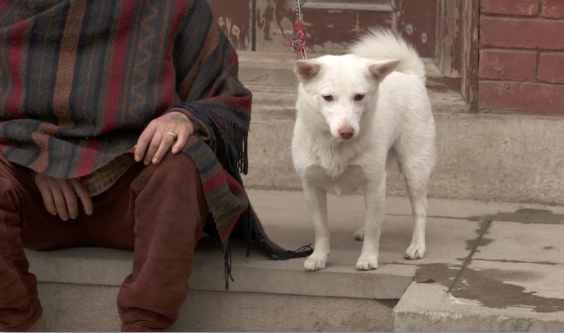 A dog with his owner in the aftermath of Nepal’s worst earthquake in 80 years, Kathmandu.