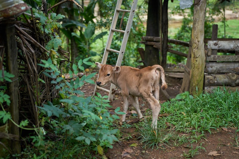 Zebu the goat near Mr Kalawanas house in Sri Lanka after floods - Disaster response - World Animal Protection