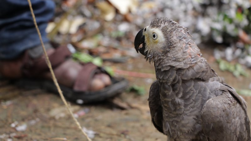 T he African Grey Parrot is among the most popular bird species kept as exotic pets in Europe, the USA and the Middle East. Image credit: World Animal Protection