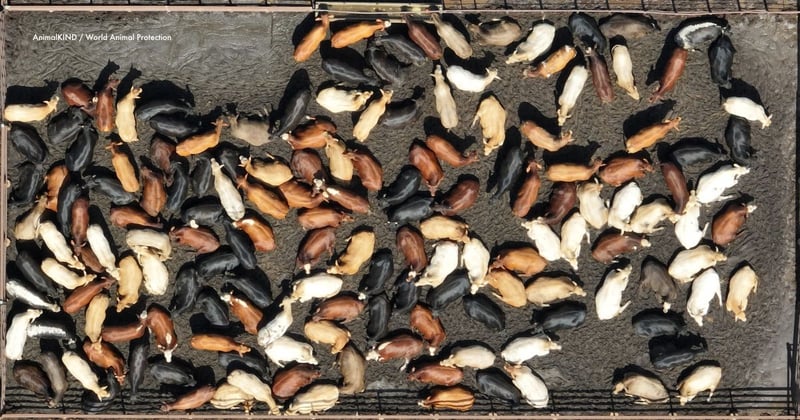 Beef City Feedlot near Toowoomba in Queensland, Australia which is owned and operated by JBS Australia. The feedlot has capacity for approx. 25,000 cows. Image credit: AnimalKIND / World Animal Protection