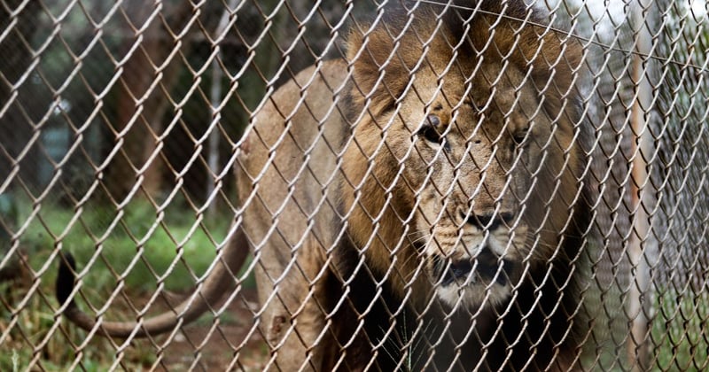 A lion in captivity in an undisclosed location in Africa. The lion was not made to interact with visitors, but paced up and down the fence line. Image credit: World Animal Protection