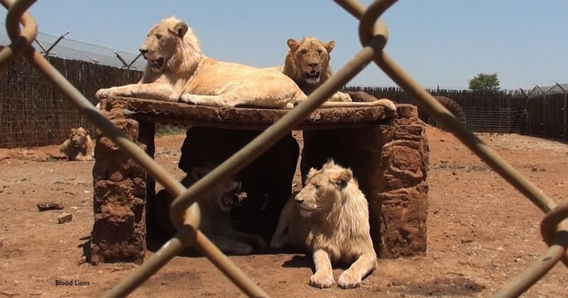 Captive lions which were bred and used for breeding in South Africa's lion farming industry. Image credit: Blood Lions