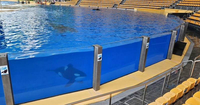Captive orcas at Loro Parque, located in Tenerife, swim around the performing tank which is surrounded by empty seats. Image credit: World Animal Protection