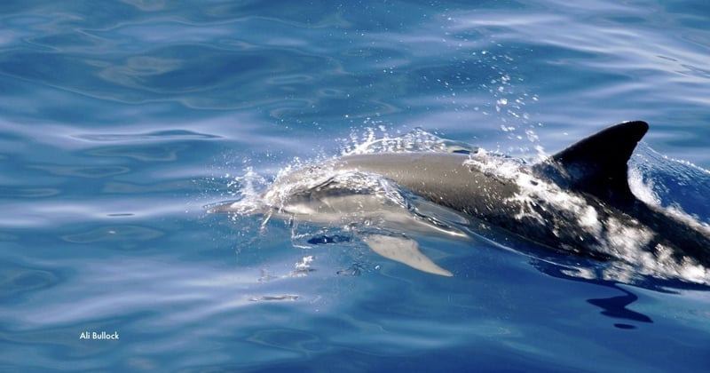 A dolphin swims in the open waters in the Azores Whale Heritage Area. Image credit: Ali Bullock