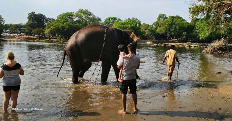 A chained captive elephant in the river at Dubare elephant camp, pictured with tourists watching. Image credit: Dakshesh Tailor / Shutterstock. Asset ID: 1468097597