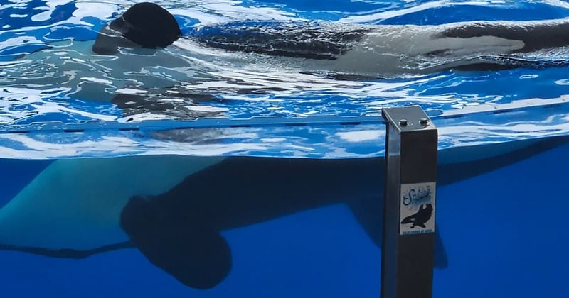 A captive orca performs at Loro Parque in Tenerife, by 'waving' to the audience. Image credit: World Animal Protection